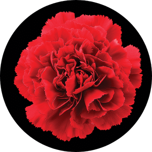 Bastille Day - Images for website (3)